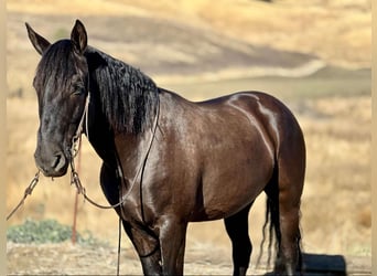 Mustang (amerikansk), Valack, 10 år, 147 cm, Svart