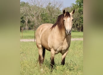 Mustang (amerikansk), Valack, 12 år, 150 cm, Gulbrun