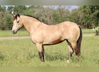 Mustang (amerikansk), Valack, 12 år, 150 cm, Gulbrun