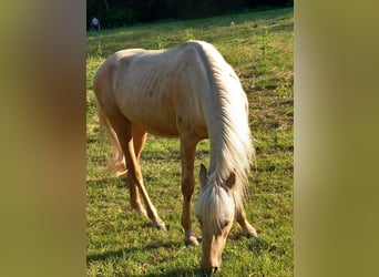 Mustang (amerikansk), Valack, 2 år, 150 cm