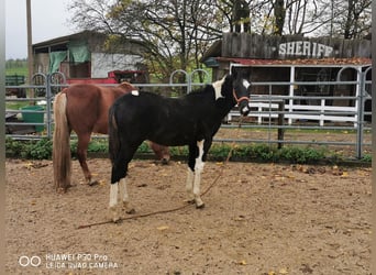 Mustang (amerikansk) Blandning, Valack, 2 år, 160 cm, Tobiano-skäck-alla-färger