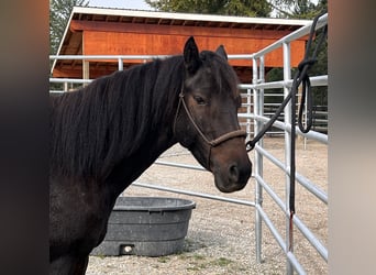 Mustang (amerikansk), Valack, 5 år, 140 cm, Rökfärgad svart