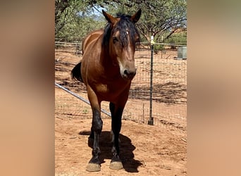 Mustang (amerikanisch), Wallach, 5 Jahre, 152 cm, Brauner