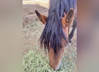 Mustang (amerikanisch), Wallach, 5 Jahre, 152 cm, Brauner