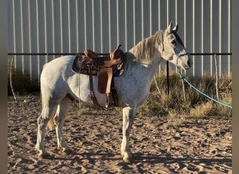 Mustang (amerikansk), Valack, 6 år