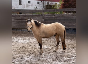 Mustang (amerikansk), Valack, 7 år, 147 cm, Black