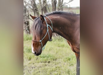 Mustang (amerikansk), Valack, 8 år, 150 cm, Brun