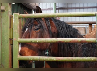 Mustang (amerikansk), Valack, 8 år, 150 cm, Brun