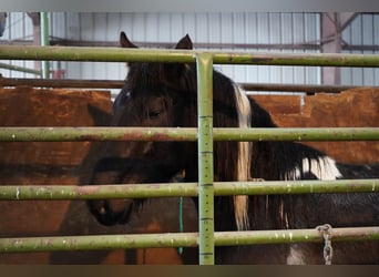 Mustang (amerikansk), Valack, 8 år, 150 cm, Tobiano-skäck-alla-färger