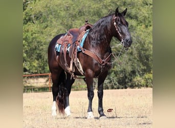 Mustang (amerikansk), Valack, 8 år, 155 cm, Svart