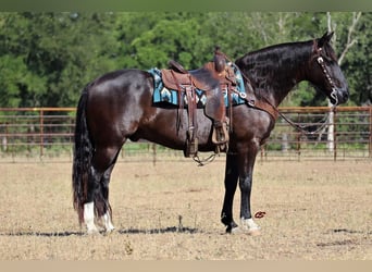 Mustang (amerikansk), Valack, 8 år, 155 cm, Svart