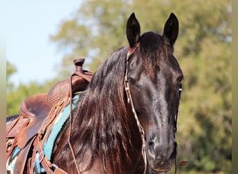 Mustang (amerikansk), Valack, 9 år, 155 cm, Svart