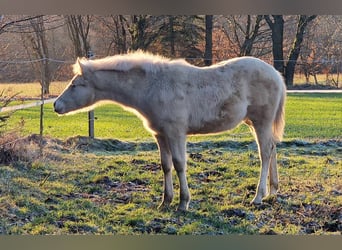 Mustang (canadees), Hengst, 1 Jaar, 150 cm, Palomino