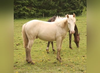 Mustang (canadees), Hengst, 1 Jaar, 150 cm, Palomino