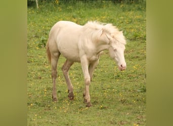 Mustang (canadees), Hengst, 1 Jaar, 150 cm, Palomino