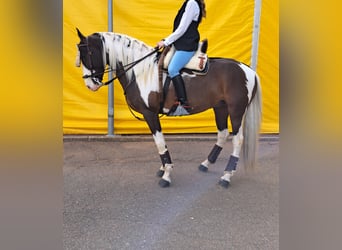 Mustang (canadees) Mix, Hengst, 7 Jaar, 158 cm, Gevlekt-paard