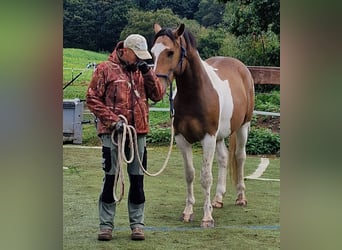 Mustang (canadees), Hengst, 3 Jaar, 156 cm, Tobiano-alle-kleuren