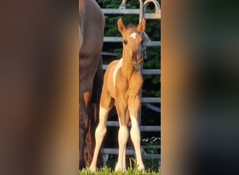 Mustang (canadees), Hengst, veulen (06/2023), 150 cm, Gevlekt-paard