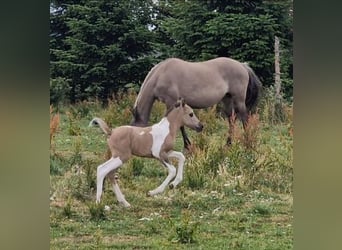 Mustang (canadees), Hengst, veulen (06/2023), 150 cm, Gevlekt-paard