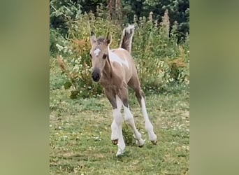 Mustang (canadees), Hengst, veulen (06/2023), 150 cm, Gevlekt-paard