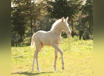 Mustang (canadees), Hengst, veulen (09/2023), 150 cm, Palomino