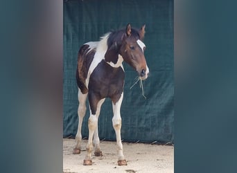 Mustang (canadees), Hengst, veulen (03/2024), 155 cm, Tobiano-alle-kleuren