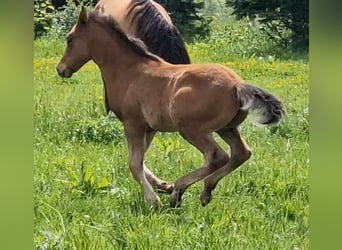 Mustang (canadees), Hengst, veulen (03/2024), 156 cm, Brauner