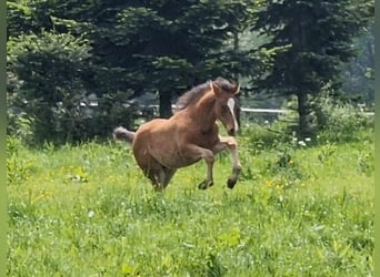 Mustang (canadees), Hengst, veulen (03/2024), 156 cm, Brauner