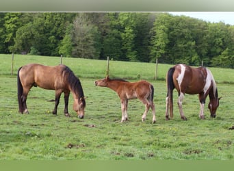 Mustang (canadees), Hengst, veulen (03/2024), 156 cm, Brauner