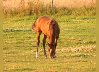 Mustang (canadees), Hengst, veulen (03/2024), 156 cm, Brauner