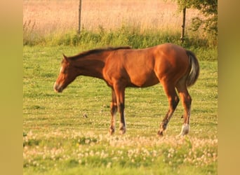 Mustang (canadees), Hengst, veulen (03/2024), 156 cm, Brauner