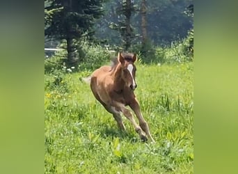 Mustang (canadees), Hengst, veulen (03/2024), 156 cm, Brauner