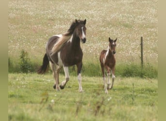 Mustang (canadees), Merrie, 12 Jaar, 147 cm, Tobiano-alle-kleuren