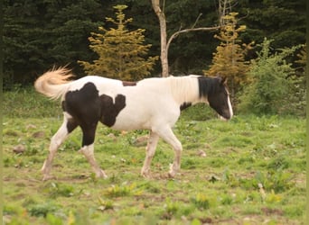 Mustang (canadees), Merrie, 1 Jaar, 154 cm, Gevlekt-paard