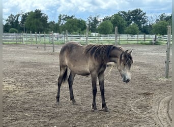 Mustang (canadees) Mix, Merrie, 1 Jaar, 155 cm, Buckskin