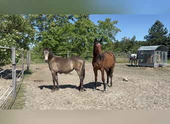 Mustang (canadees) Mix, Merrie, 1 Jaar, 155 cm, Buckskin