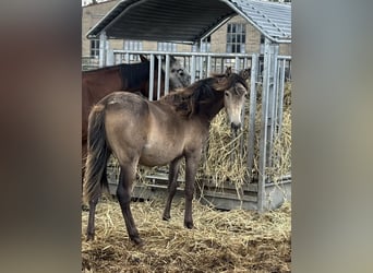 Mustang (canadees) Mix, Merrie, 1 Jaar, 155 cm, Buckskin