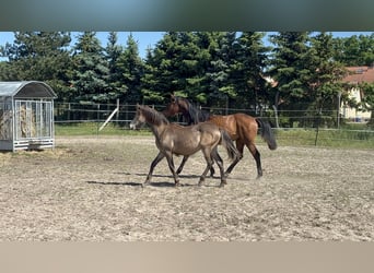 Mustang (canadees) Mix, Merrie, 1 Jaar, 155 cm, Buckskin