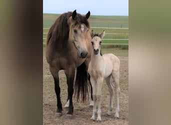 Mustang (canadees) Mix, Merrie, 1 Jaar, 155 cm, Buckskin