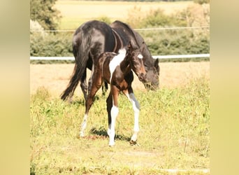 Mustang (canadees), Merrie, 1 Jaar, 155 cm, Tobiano-alle-kleuren