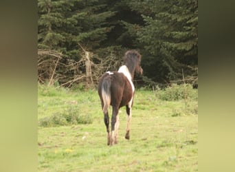 Mustang (canadees), Merrie, 1 Jaar, 155 cm, Tobiano-alle-kleuren