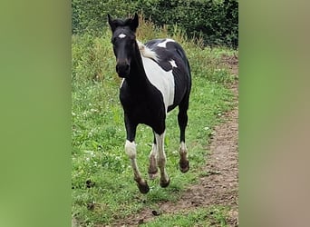 Mustang (canadees), Merrie, 1 Jaar, 155 cm, Tobiano-alle-kleuren