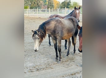 Mustang (canadees) Mix, Merrie, 2 Jaar, 155 cm, Buckskin