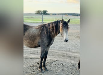 Mustang (canadees) Mix, Merrie, 2 Jaar, 155 cm, Buckskin