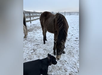 Mustang (canadees) Mix, Merrie, 2 Jaar, 155 cm, Buckskin