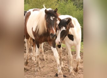 Mustang (canadees), Merrie, 2 Jaar, 157 cm, Tobiano-alle-kleuren