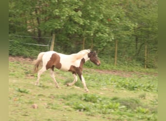 Mustang (canadees), Merrie, 2 Jaar, 157 cm, Tobiano-alle-kleuren