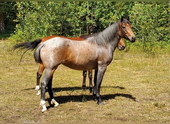 Mustang (canadees), Merrie, 3 Jaar, 150 cm, Roan-Bay