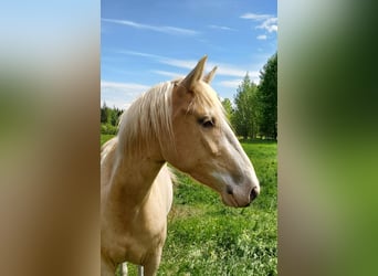 Mustang (canadees), Merrie, 3 Jaar, 156 cm, Palomino