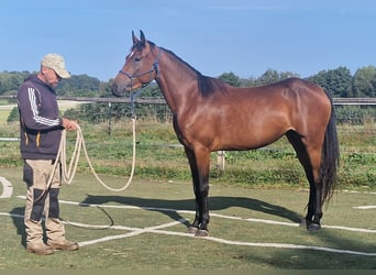 Mustang (kanadisch), Stute, 3 Jahre, 157 cm, Brauner